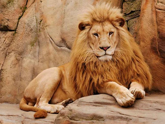 Lion Reportedly Kills Man Who Snuck Into Enclosure