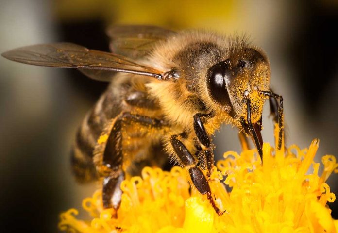 Woman Arrested for Sending Bees After Police