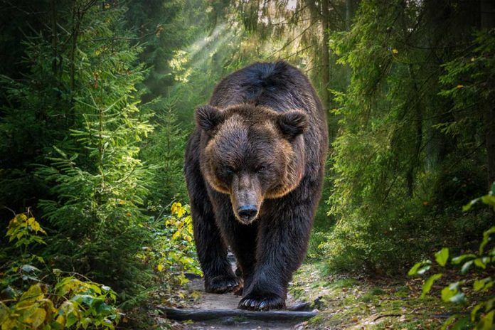 Two Young Men Survive Grizzly Bear Attack