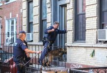 Police officers with dog entering building doorway steps