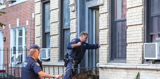 Police officers with dog entering building doorway steps