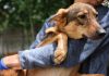 Person holding a dog outdoors.