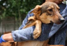 Person holding a dog outdoors.