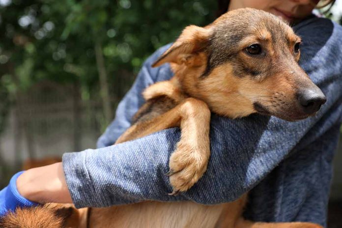 1551036194 featured image Person holding a dog outdoors.