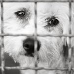 Sad dog behind a metal fence, black and white.