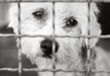 Sad dog behind a metal fence, black and white.