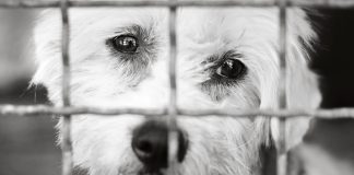 Sad dog behind a metal fence, black and white.