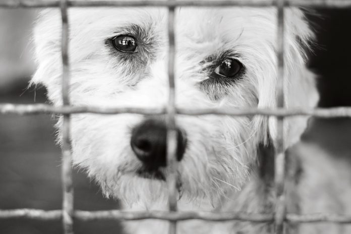 46150961 featured image Sad dog behind a metal fence, black and white.