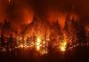 Forest engulfed in intense wildfire at night