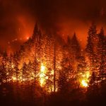 Forest engulfed in intense wildfire at night