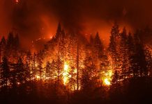 Forest engulfed in intense wildfire at night