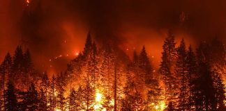 Forest engulfed in intense wildfire at night