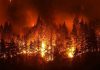 Forest engulfed in intense wildfire at night