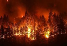 Forest engulfed in intense wildfire at night