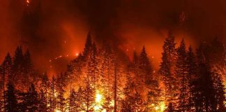 Forest engulfed in intense wildfire at night