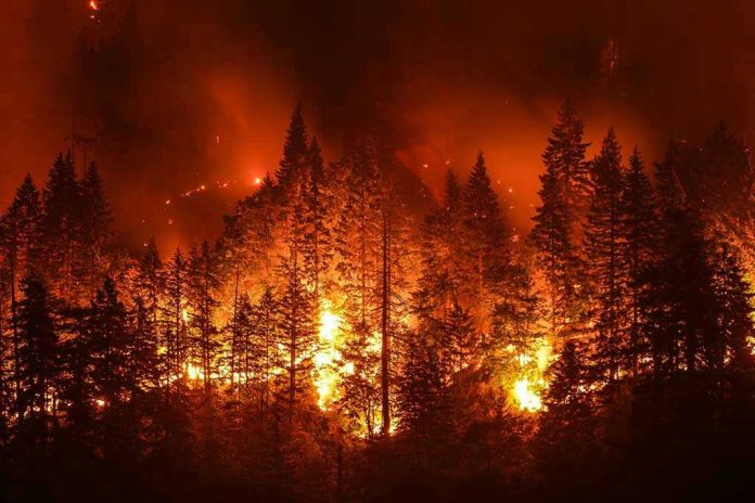 710588278 Forest engulfed in intense wildfire at night