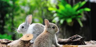 Two rabbits sitting on grass near wooden logs