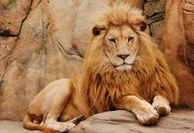 Man’s Fatal Zoo Entry Raises Alarming Questions Lion resting on a rock ledge.