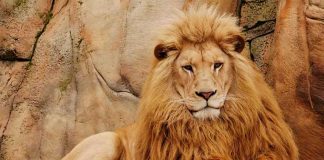 Man’s Fatal Zoo Entry Raises Alarming Questions Lion resting on a rock ledge.