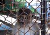 Teen’s Shocking Zoo Breach Ends in Tragedy A monkey looking through the bars of a cage with a sad expression