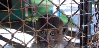 A monkey looking through the bars of a cage with a sad expression