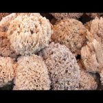 Earth's Oldest Animal Found Sponge Structures | WION Podcast