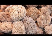 Earth's Oldest Animal Found Sponge Structures | WION Podcast