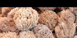 Earth's Oldest Animal Found Sponge Structures | WION Podcast