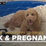 Pet owner demands refund as puppy returns sick, pregnant