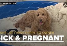 Pet owner demands refund as puppy returns sick, pregnant