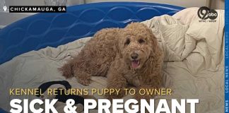 Pet owner demands refund as puppy returns sick, pregnant