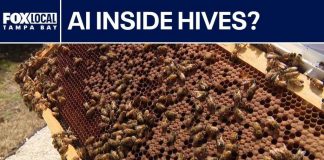 Robotic Bees Take Over Florida! AI beehives deployed in Pasco County to protect local food supply