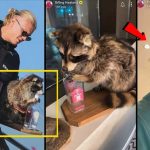 $750 Raccoon Frenzy Exposes Celebrity Madness Erling Haaland Returns to Norway With a $750 Taxidermy Raccoon! 😳🦝