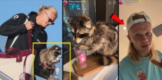 $750 Raccoon Frenzy Exposes Celebrity Madness Erling Haaland Returns to Norway With a $750 Taxidermy Raccoon! 😳🦝