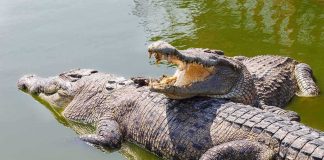 Crocodile Moats Around Palestinian Prisons Two crocodiles basking in green water