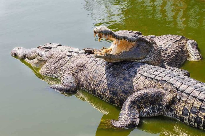 shutterstock_97827278 Two crocodiles basking in green water