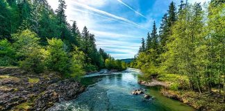 River flowing through a lush forest under a bright blue sky