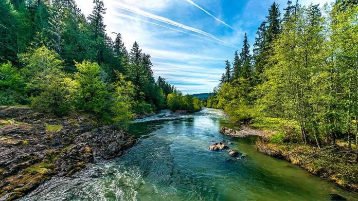 River flowing through a lush forest under a bright blue sky