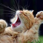 Ginger cat yawning with paws raised while lying on grass