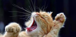 Ginger cat yawning with paws raised while lying on grass