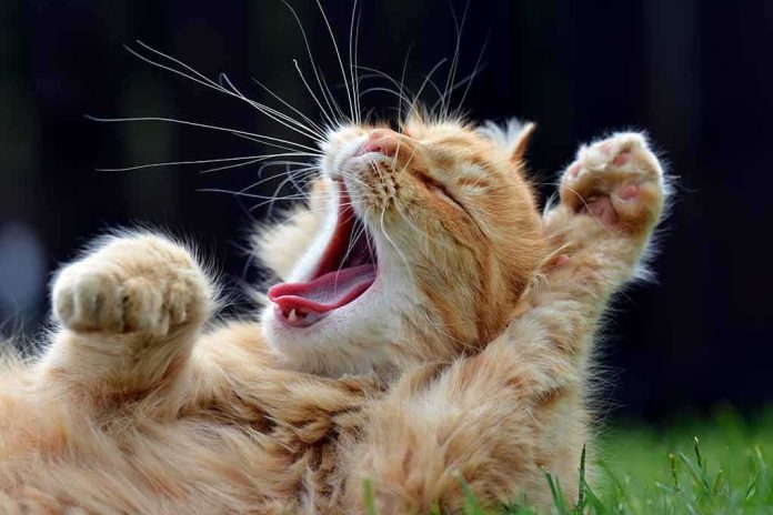 shutterstock_297588962 Ginger cat yawning with paws raised while lying on grass