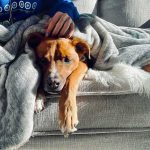 Avalanche Leaves Dog Alone for 50 HOURS Dog resting on a couch under a gray blanket