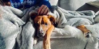 Avalanche Leaves Dog Alone for 50 HOURS Dog resting on a couch under a gray blanket
