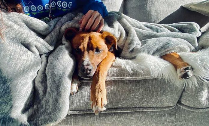 shutterstock_1617791971 Dog resting on a couch under a gray blanket